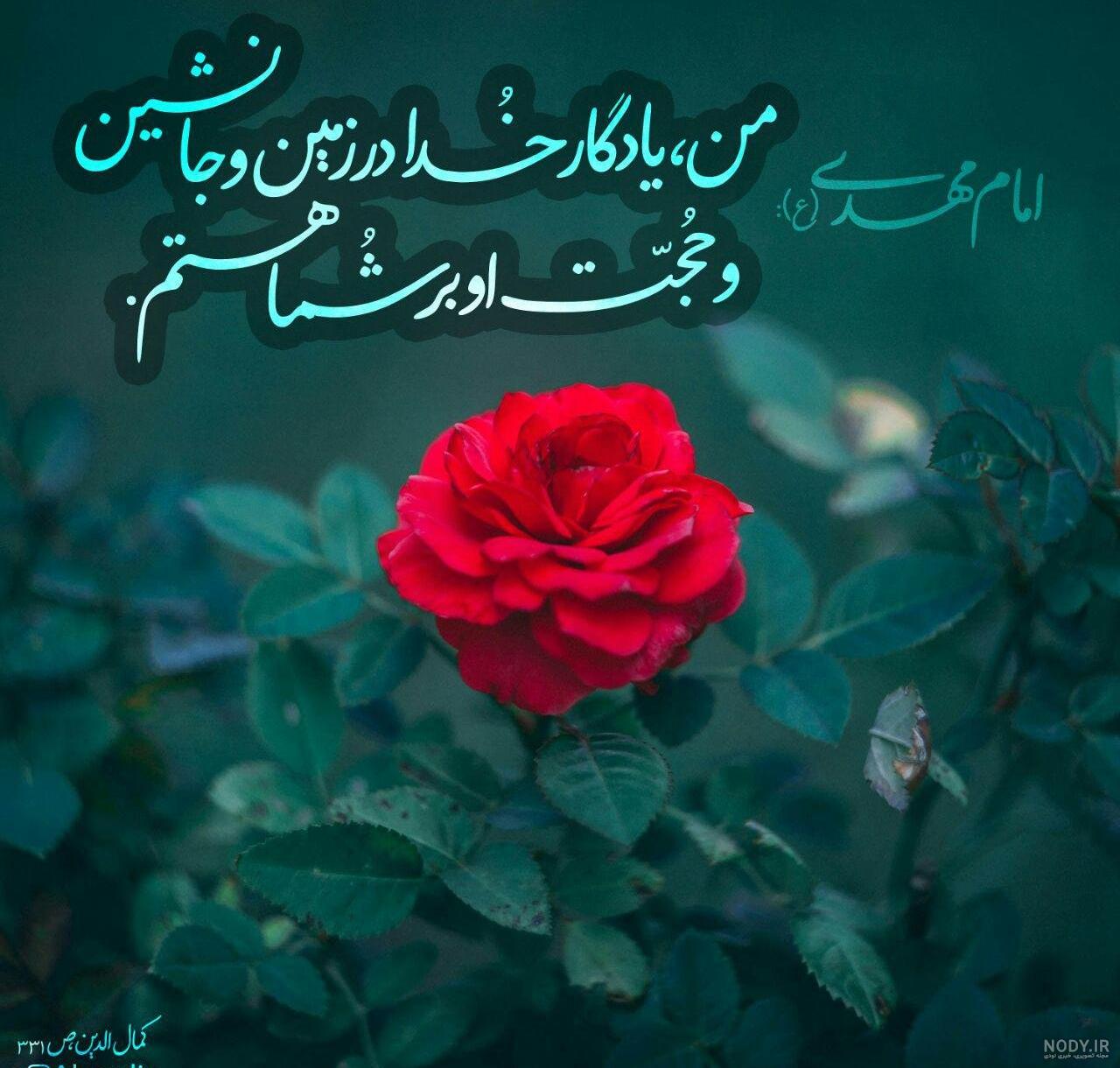 عکس گل حسین