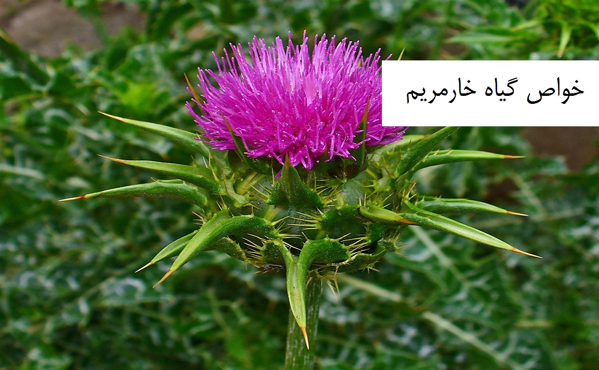 عکس گل خار مریم