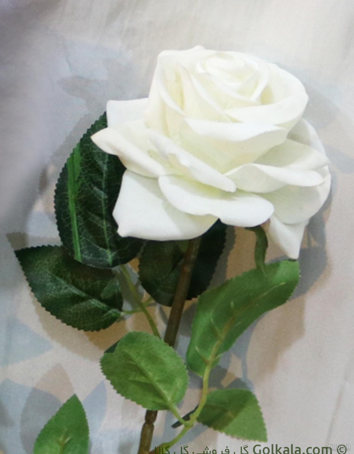 عکس گل رز سفید
