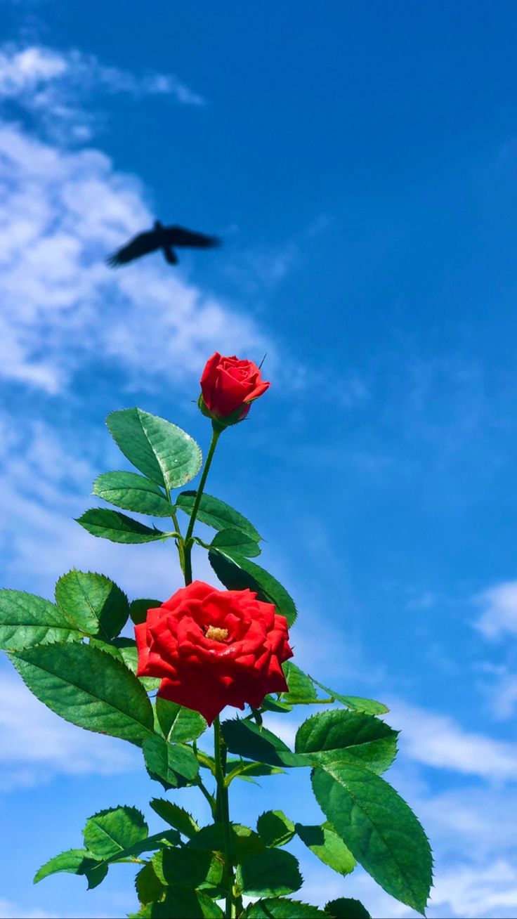 عکس گل برای پروفایل