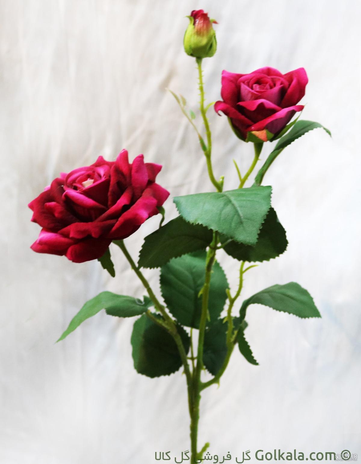 عکس گل رز قرمز مخملی