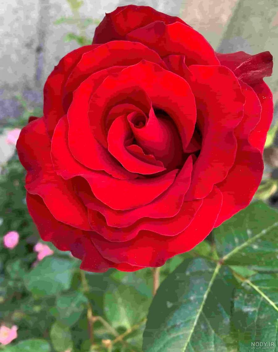 عکس گل حیات