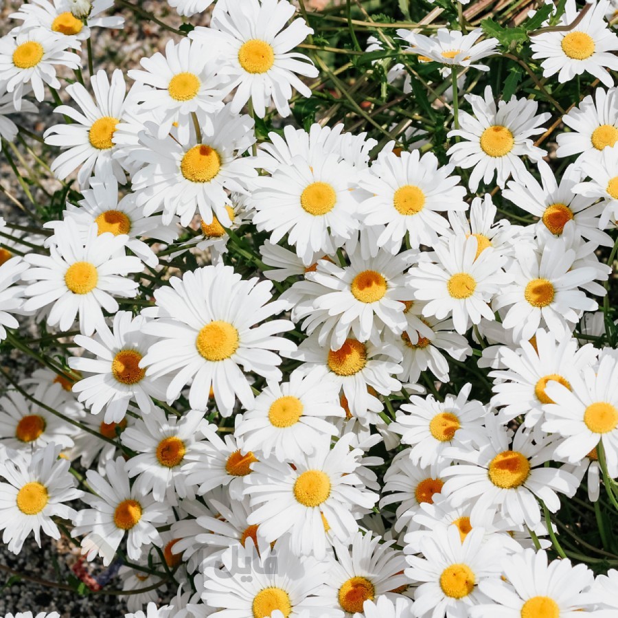 عکس گل بابونه