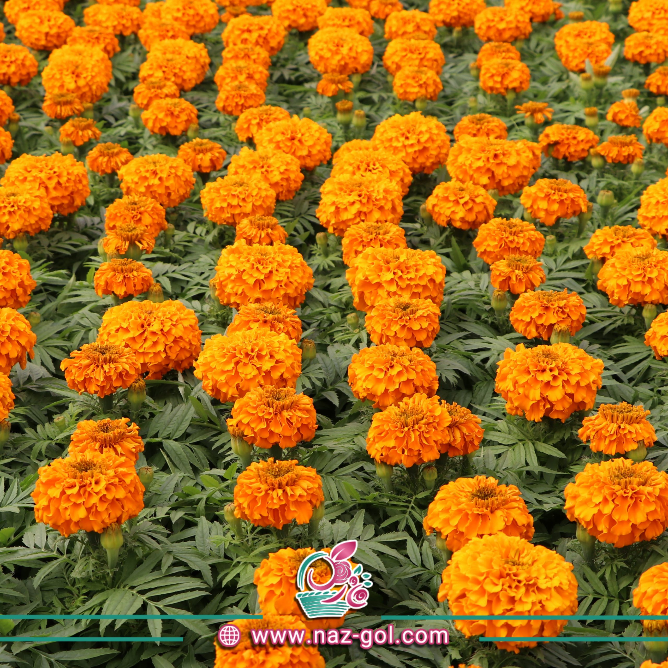 عکس گل جعفری