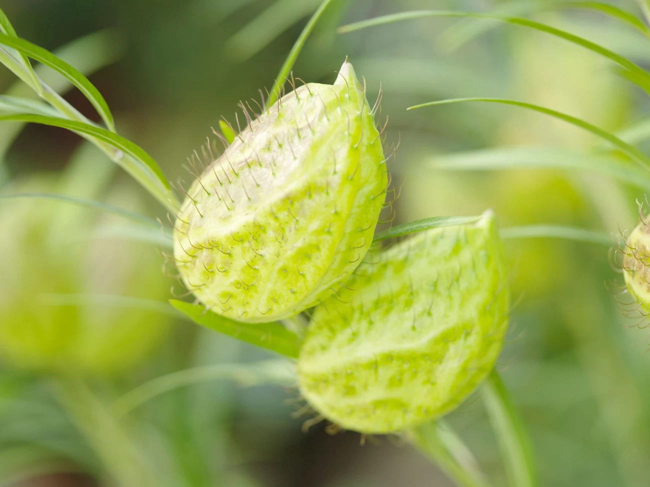 عکس گل چند برچه ای