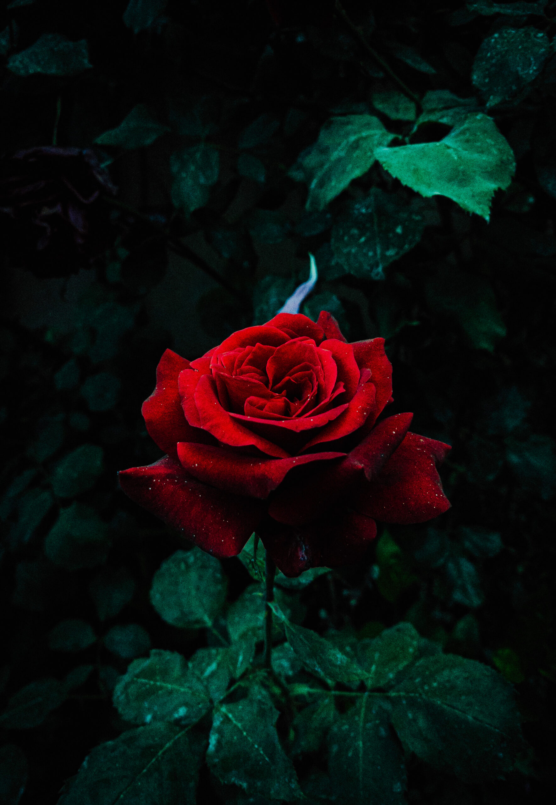 عکس گل روز