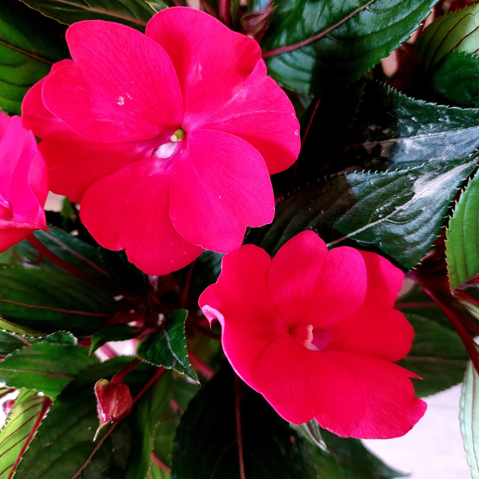 عکس گل حنانه