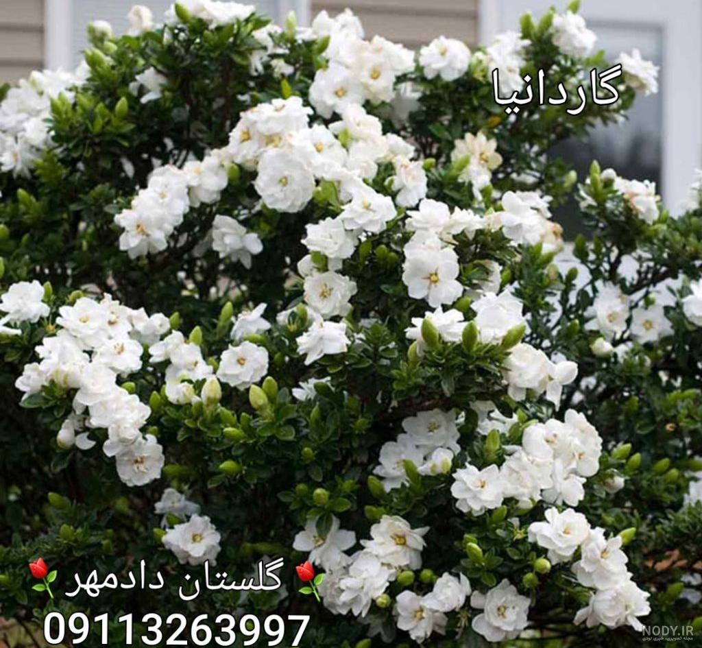 عکس گل جاسمین