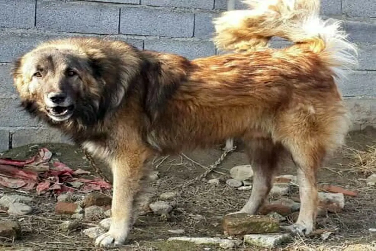 عکس سگ حار