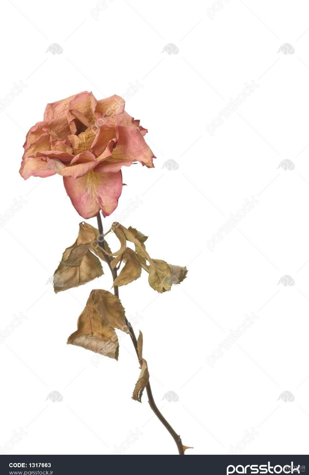 عکس گل پژمرده