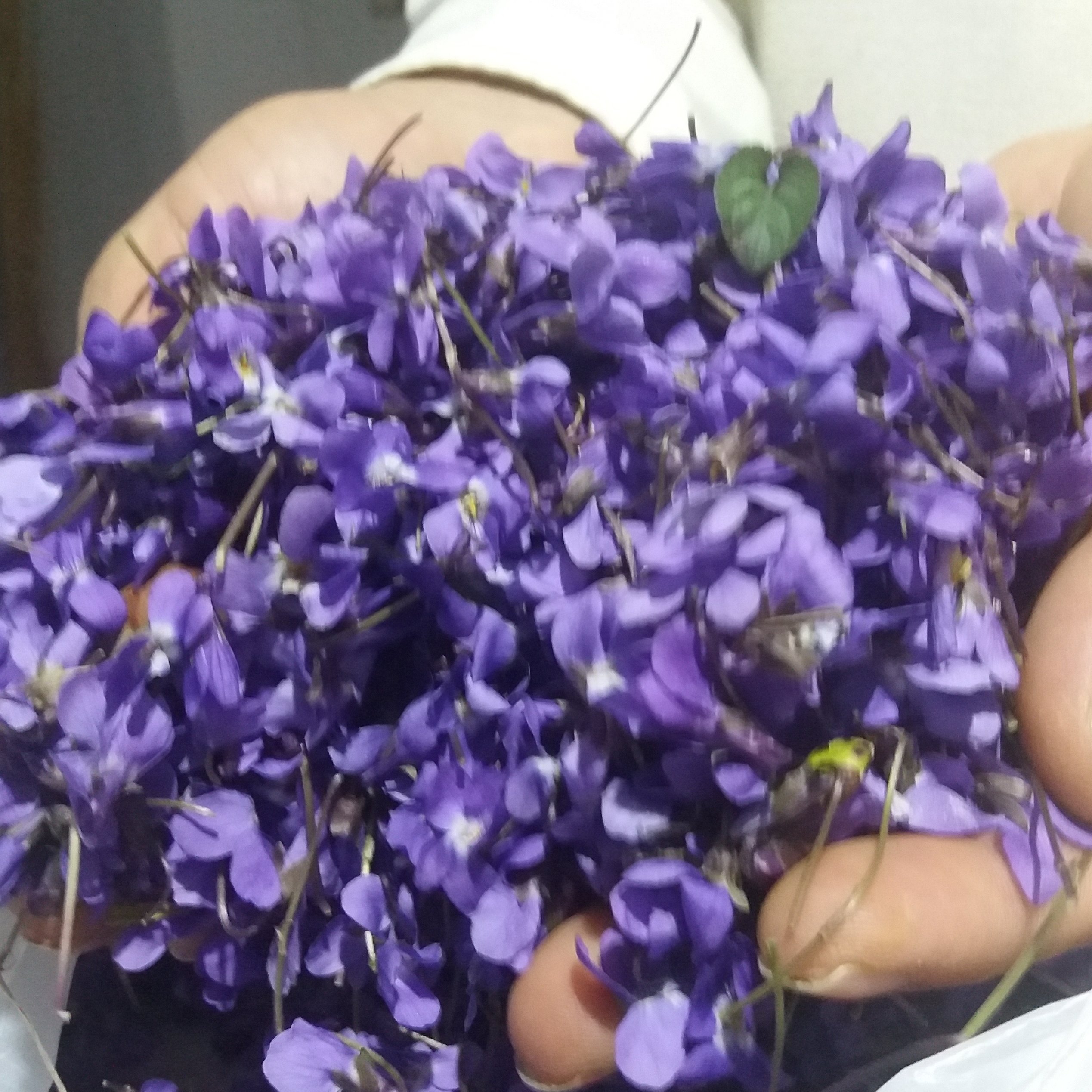 عکس گل بنفشه خشک شده