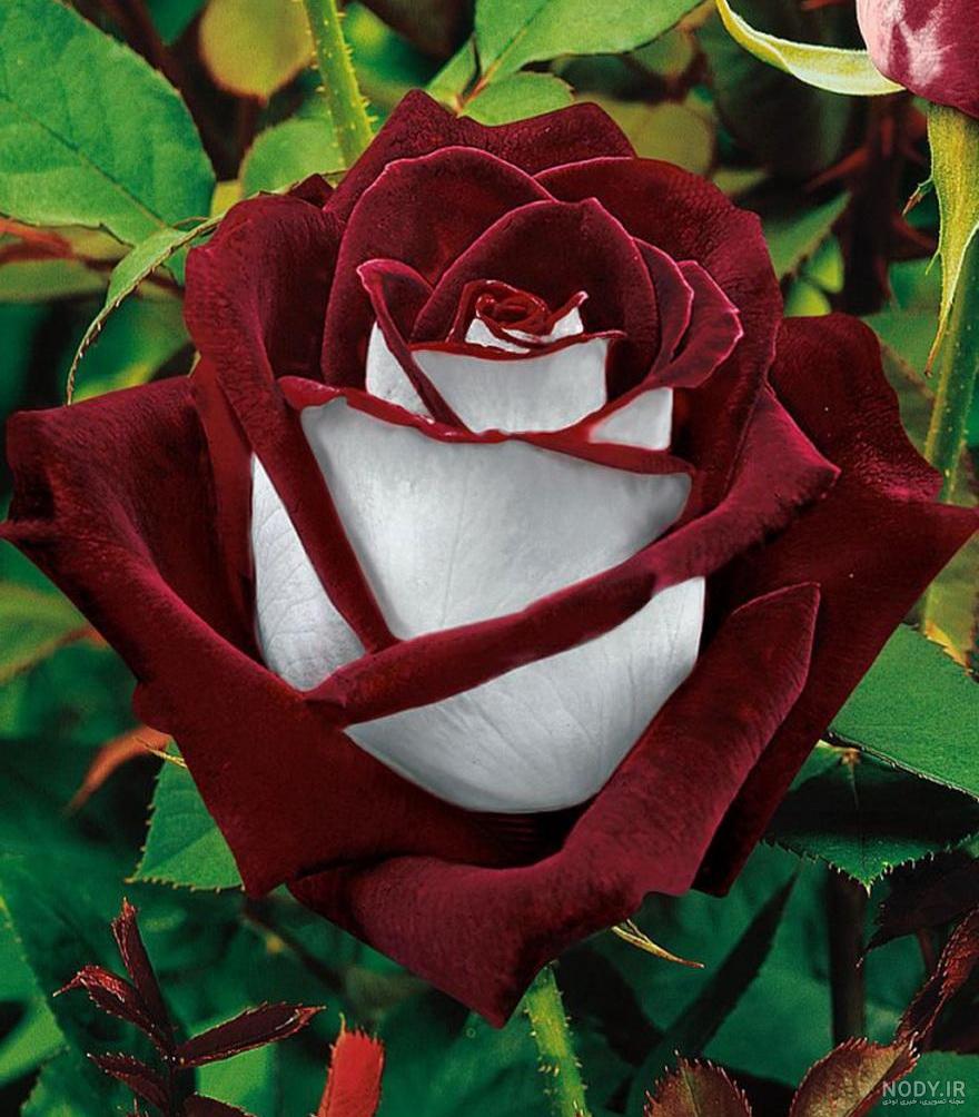 عکس گل رز واقعی