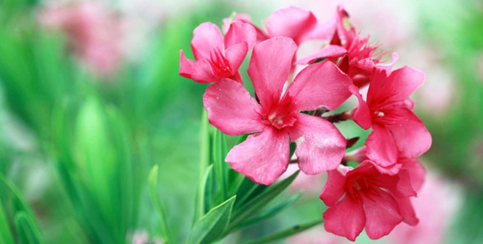 عکس گل خرزهره