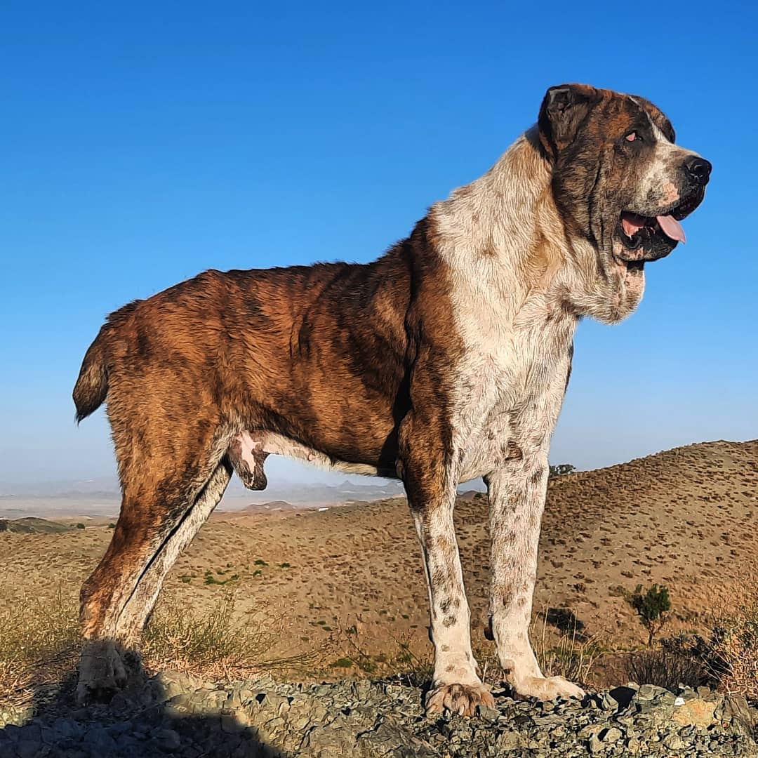 عکس سگ افغانی نر