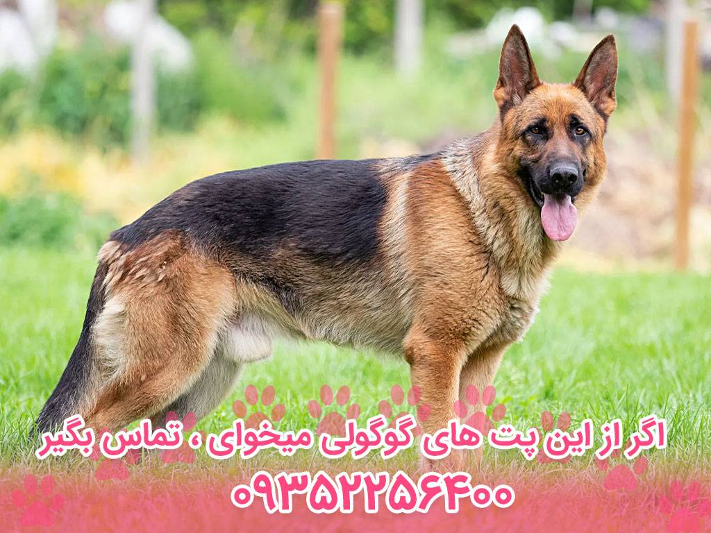 عکس سگ حامله