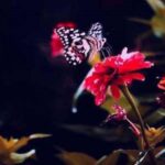 آهنگ ای وای گلم ای وای گلم رفت با صدای زن