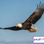 تعبیر خواب عقاب