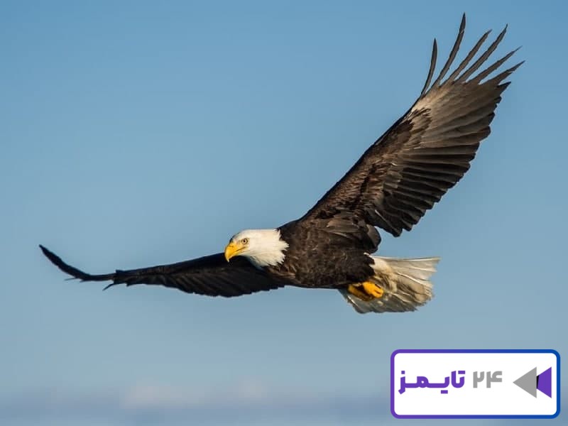 🦅 تعبیر خواب عقاب از نظر معبران معروف و موضوعات مختلف