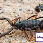 تعبیر خواب عقرب 🦂 از نظر امام صادق، حضرت یوسف و ابن سیرین + عقرب سیاه و زرد تعبیر خواب عقرب