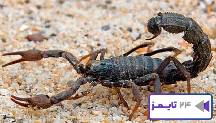 تعبیر خواب عقرب 🦂 از نظر امام صادق، حضرت یوسف و ابن سیرین + عقرب سیاه و زرد