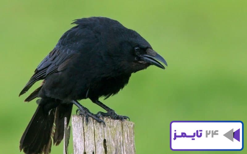 🦅 تعبیر خواب کلاغ از نظر معبران معروف جهان و موضوعات مختلف