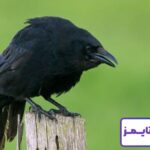 🦅 تعبیر خواب کلاغ از نظر معبران معروف جهان و موضوعات مختلف