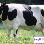 🐄 تعبیر خواب گاو از نظر امام صادق و حضرت یوسف + معنی گاو ماده و نر تعبیر خواب گاو