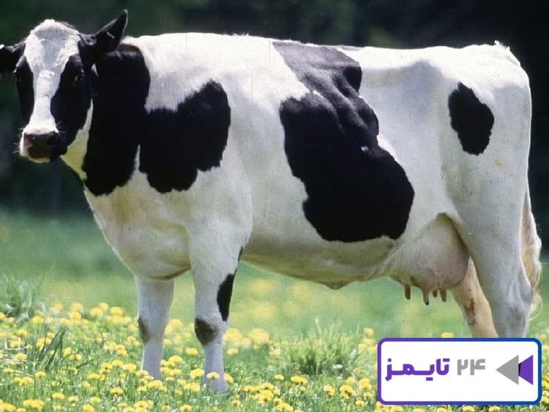 تعبیر خواب گاو و معنی دیدن گاو ماده در خواب