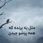 آهنگ مثل ی پرنده که همه پراشو چیدن