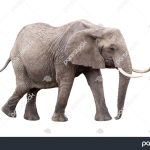 عکس فیل از بغل