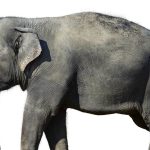 عکس فیل از پشت