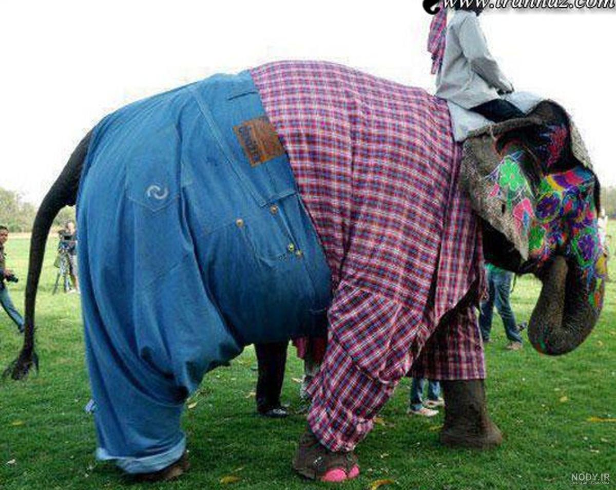 عکس فیل آبی