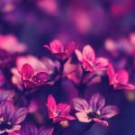 عکس والپیپر صفحه
