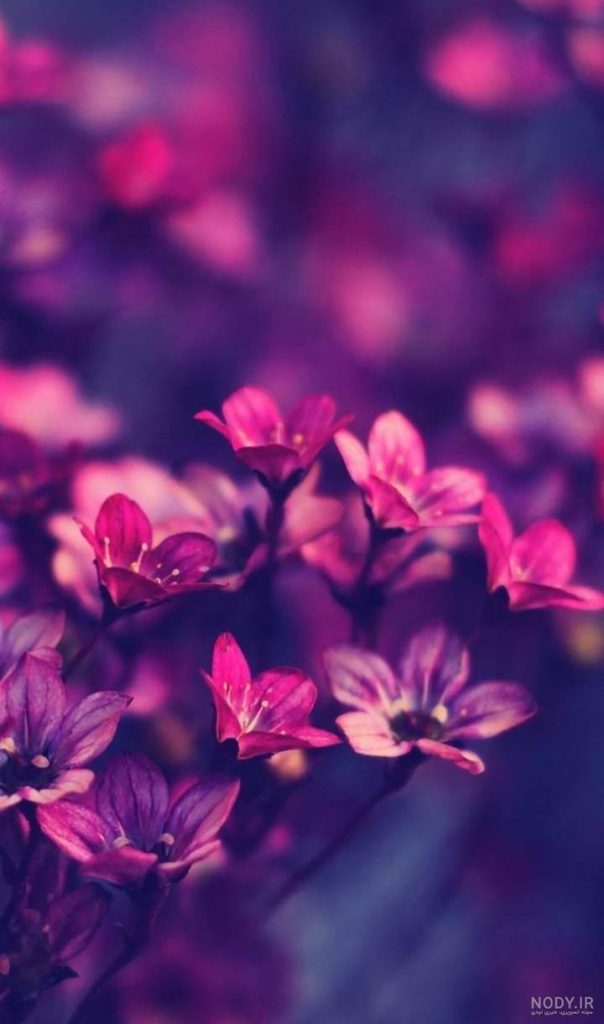 عکس والپیپر صفحه