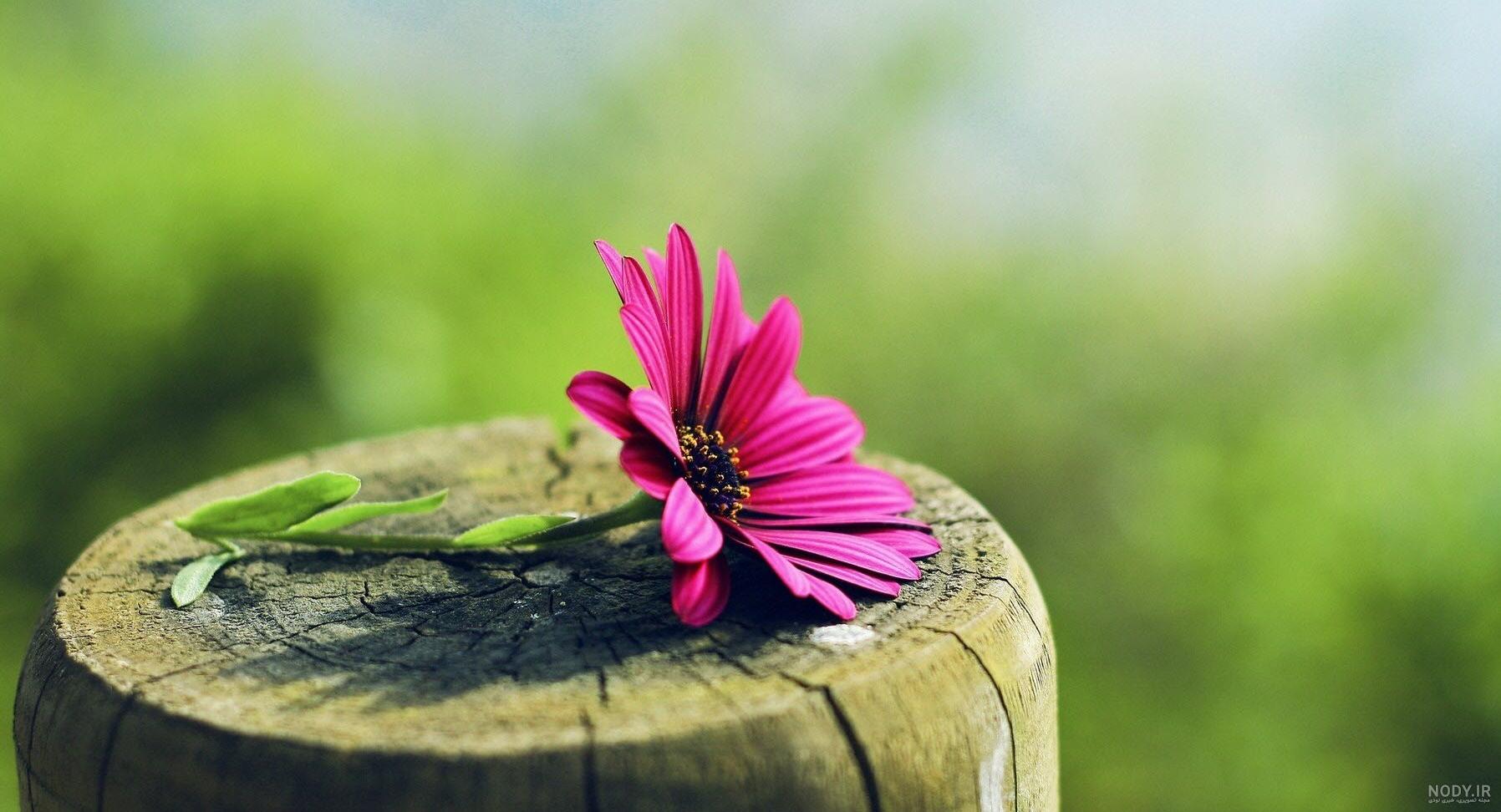 عکس والپیپر برای کامپیوتر