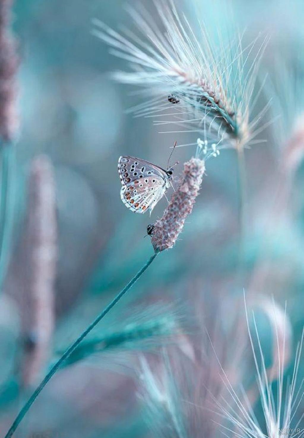 عکس والپیپر صفحه