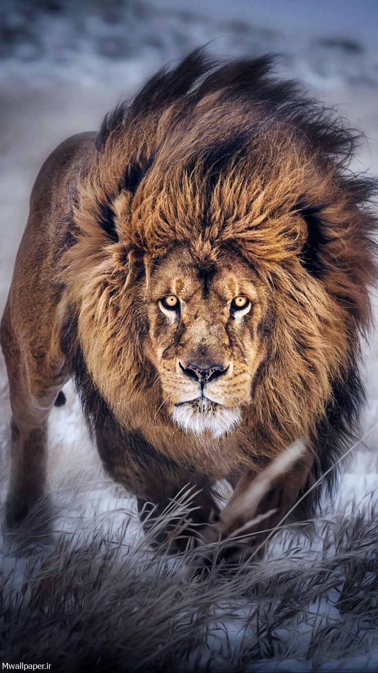 عکس والپیپر شیر