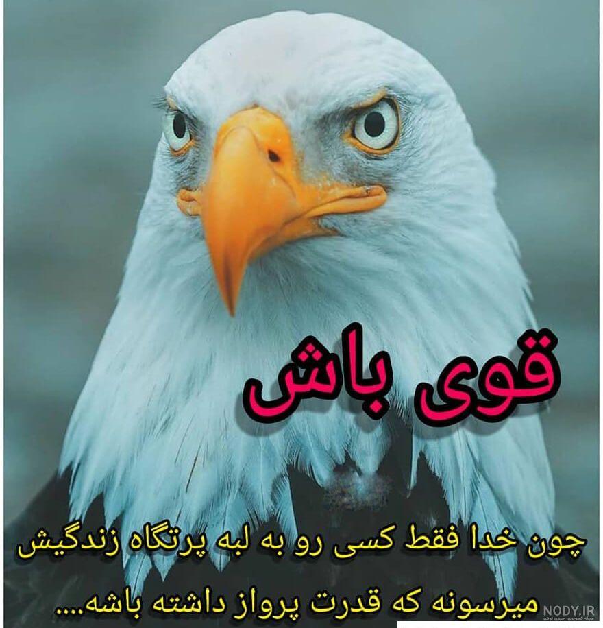 والپيپر عقاب عکس عقاب برای پروفایل