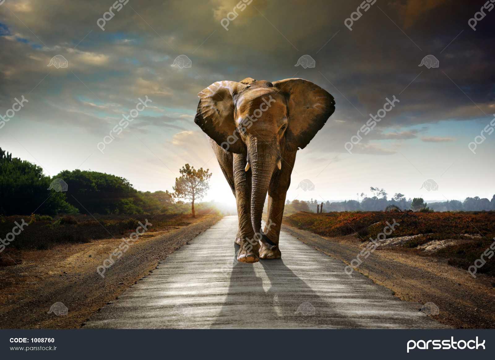 عکس فیل از پشت
