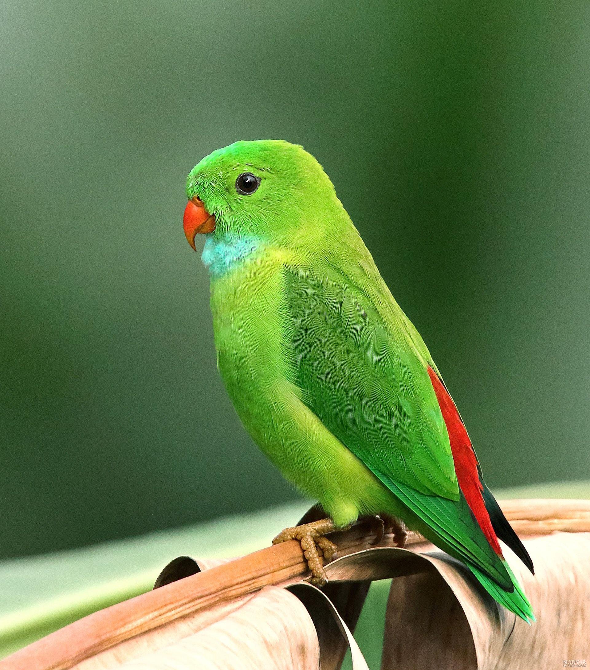 عکس والپیپر طوطی