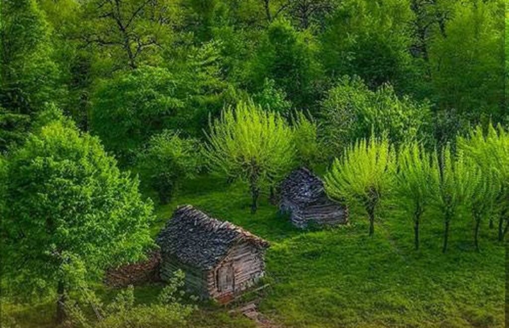 دانلود اهنگ گلجیم گل دسن با صدای زن | ترکی ترند اینستا